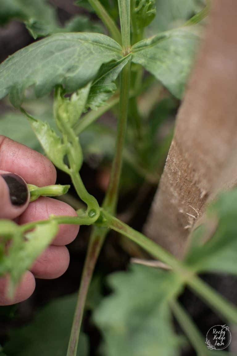 Pinch Out Dahlias for More Flowers