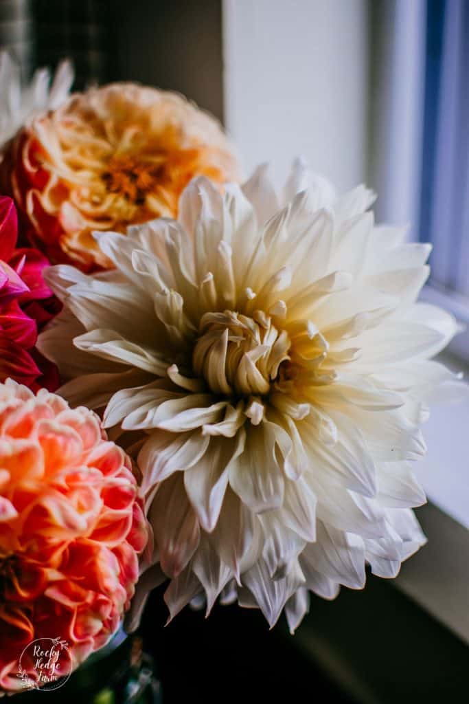 Roque Starburst Dahlia in Bouquet