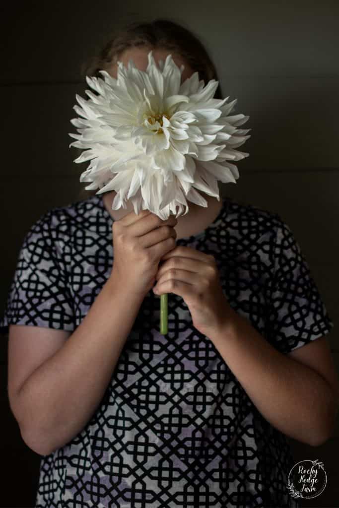 Large Roque Starburst Dahlia