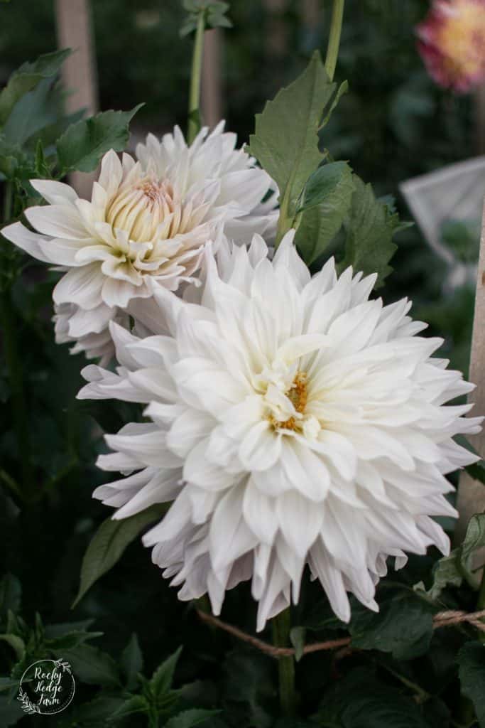 Roque Starburst Dahlia