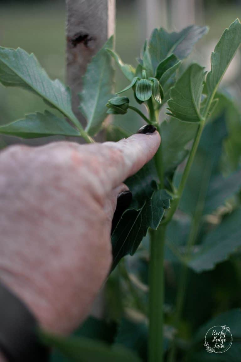 Disbudding a Dahlia Plant