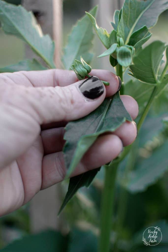 Removed the Dahlia Side Bud