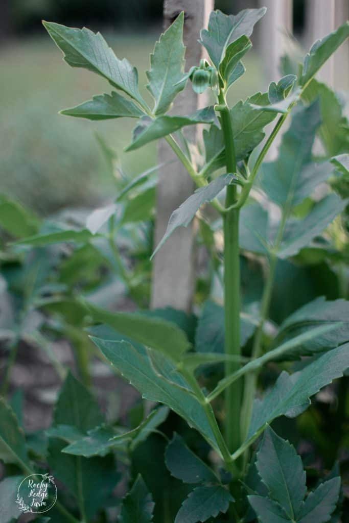 Dahlia Plant Stem Disbudded