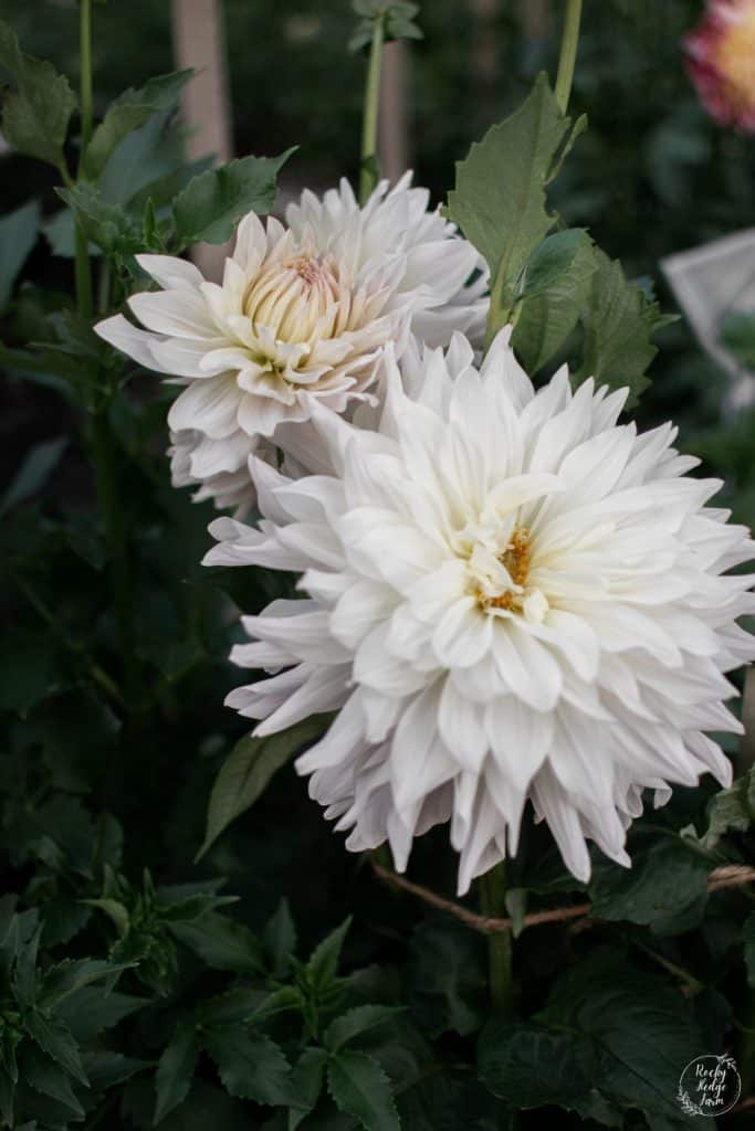 White Roque Starburst Dahlia