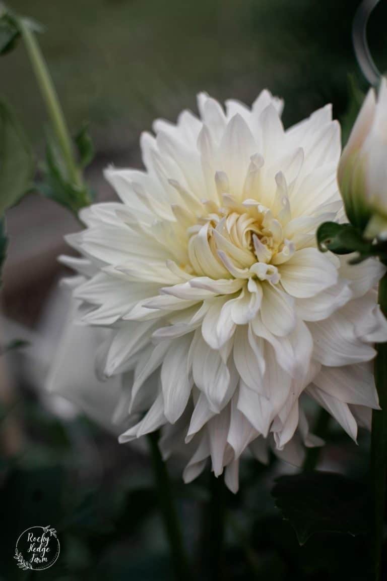 Roque Starburst Dahlia