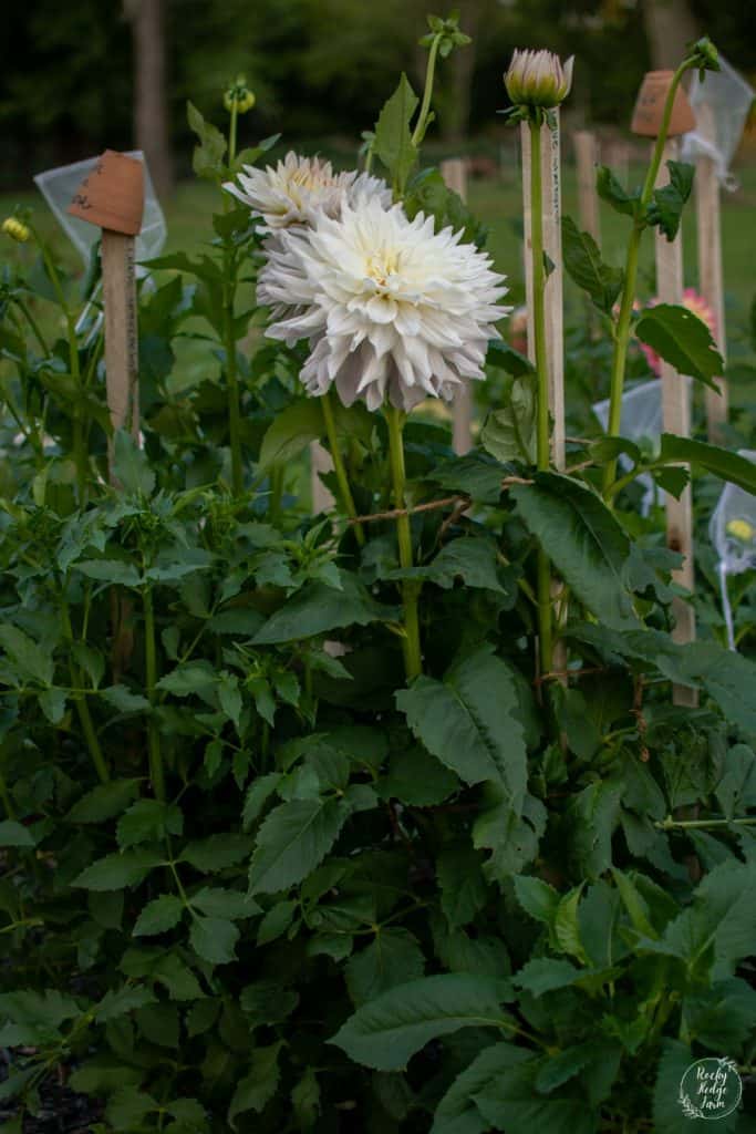 Roque Starburst Dahlia growing in the garden