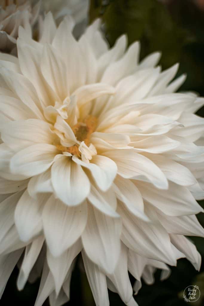 Roque Starburst Dahlia Bloom