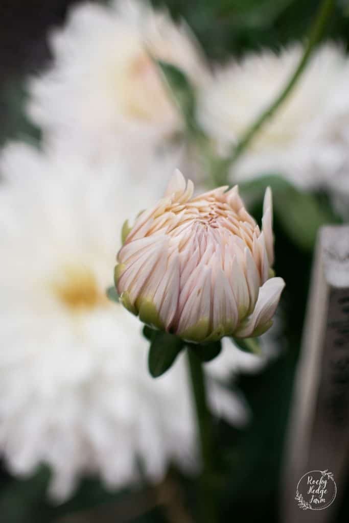 Roque Starburst Dahlia Bud