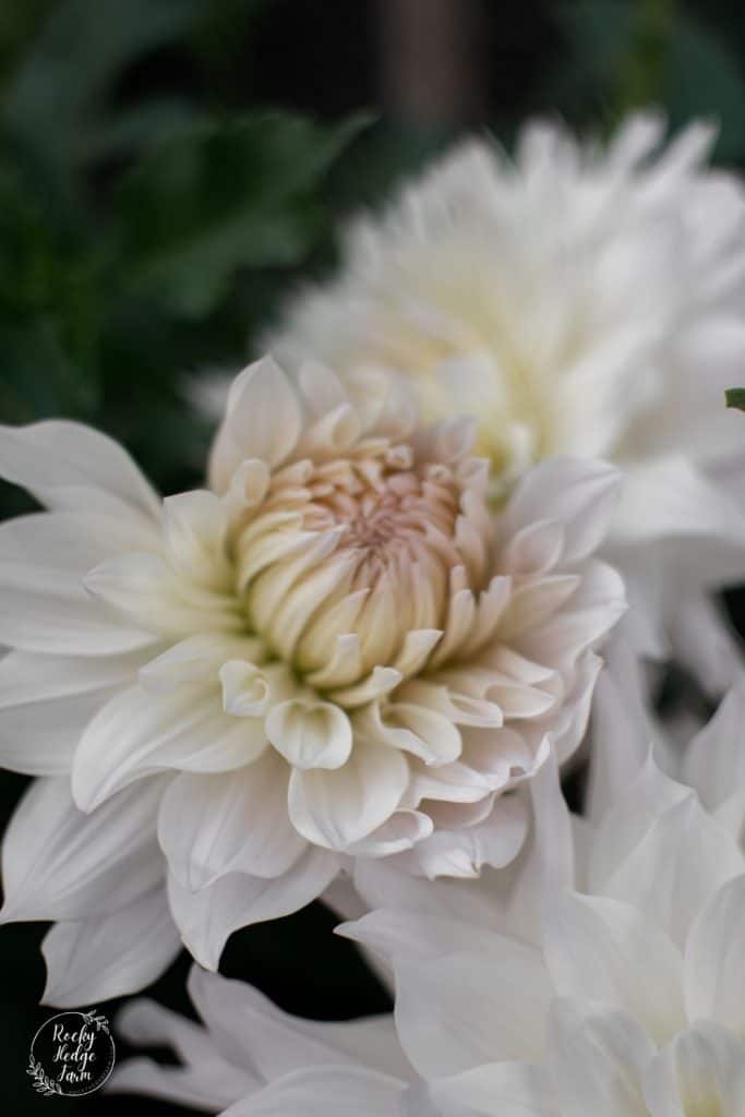 Creamy colored Roque Starburst Dahlia