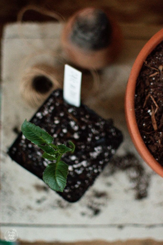 A rooted dahlia cutting planted in soil