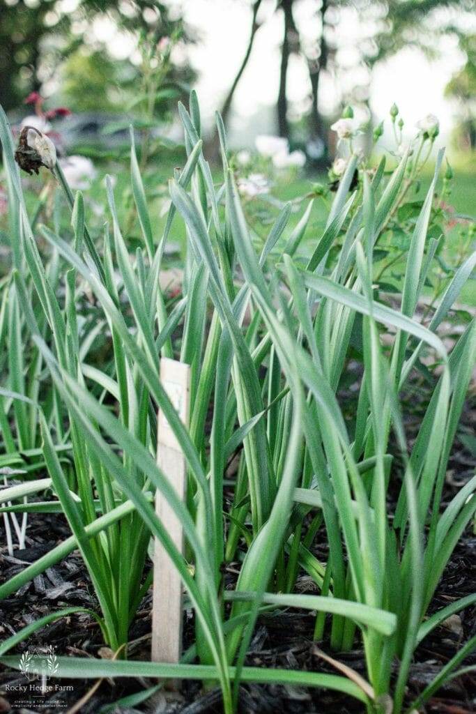 Wilting daffodils as they complete their life cycle