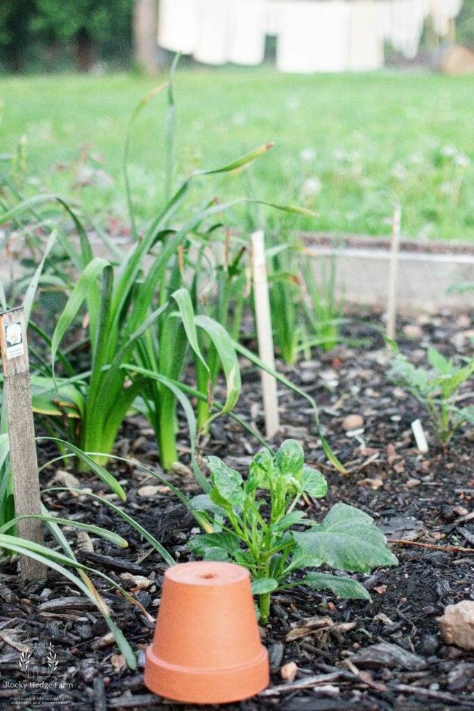 Dahlias planted in front of daffodils after they have finished blooming for the season