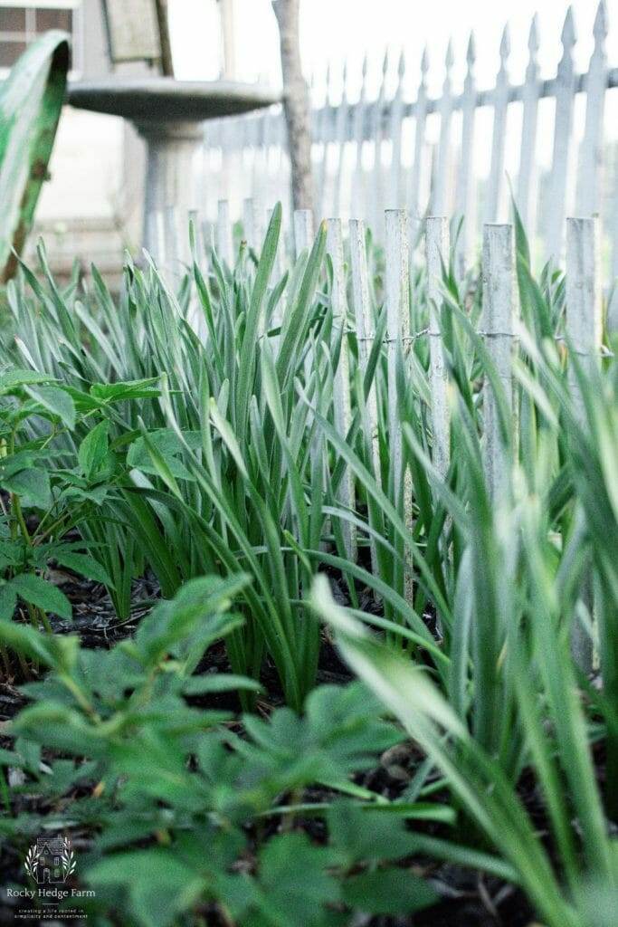 Declining daffodil blooms, preparing for the next growth cycle