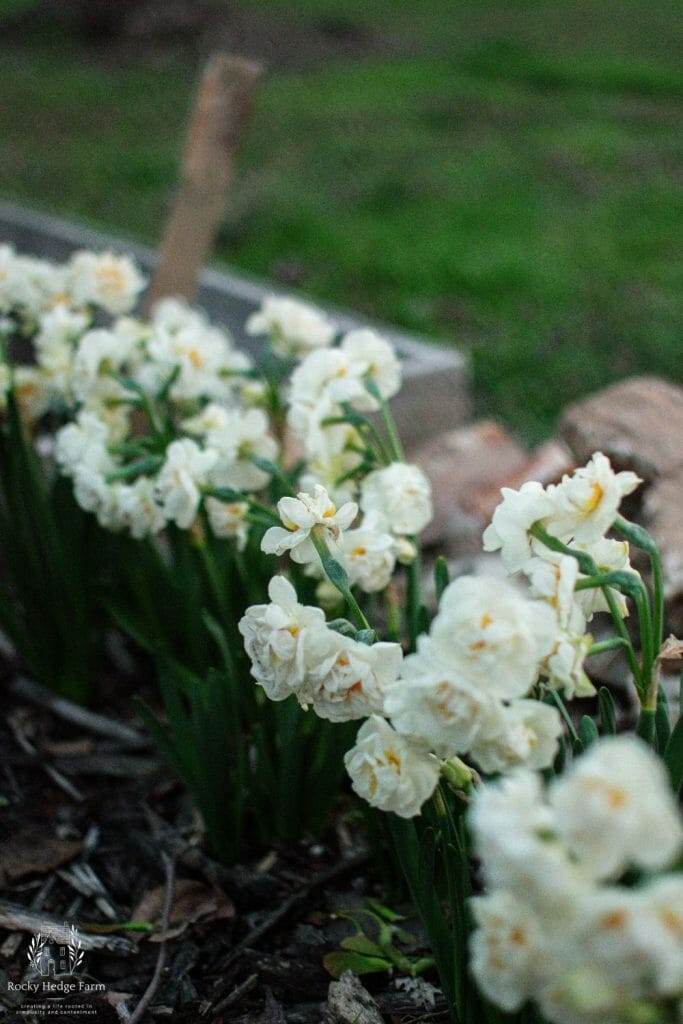 A row of white blooming daffodils in the garden. 