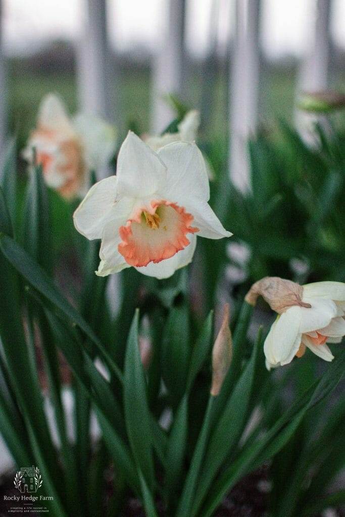 Captivating daffodil blooms shining in the sunlight