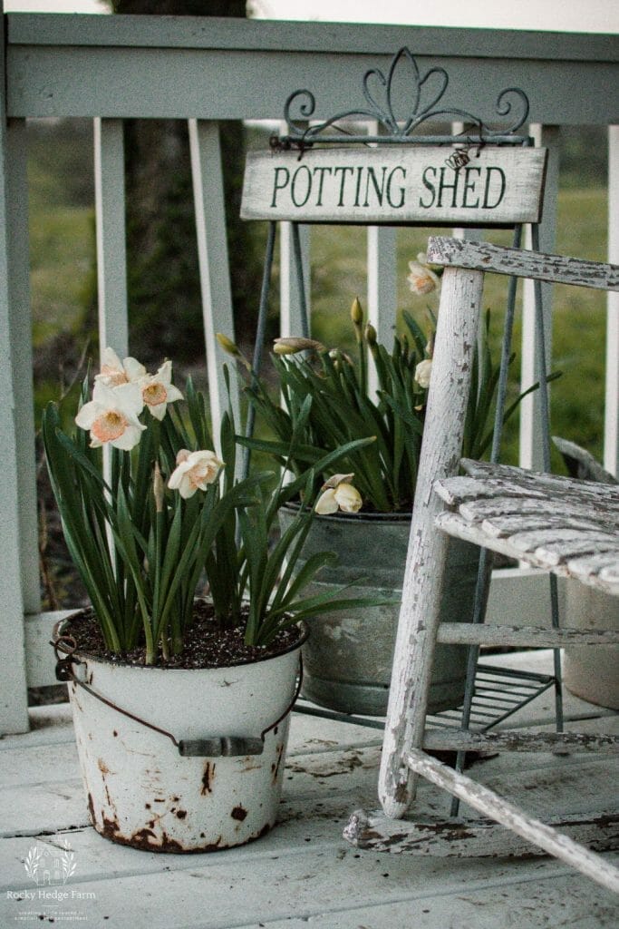 A white rusty galvanized bucket with blooming daffodils growing inside. The bucket is sitting on the white painted porch beside a rocking chair.