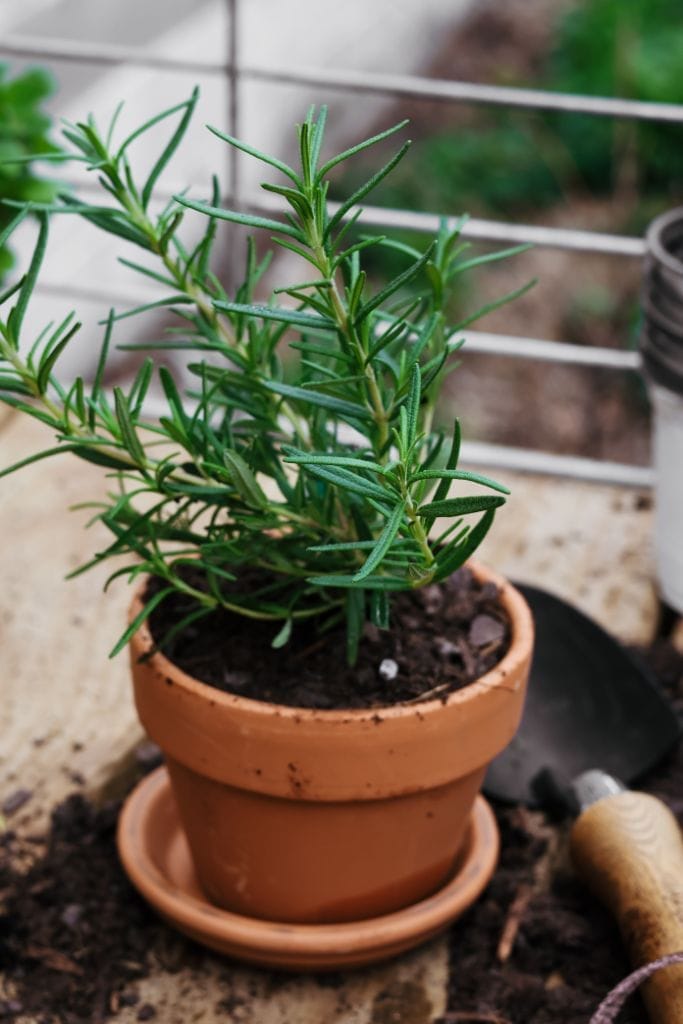 Rosemary plant planted in a terra cotta pot.