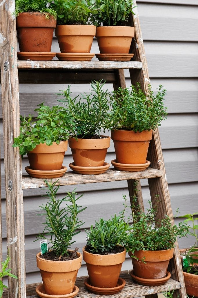 A rustic wooden ladder repurposed into a vertical herb garden. Terracotta pots filled with various herbs sit on the ladder rungs. The ladder leans against a wooden deck bathed in sunlight.