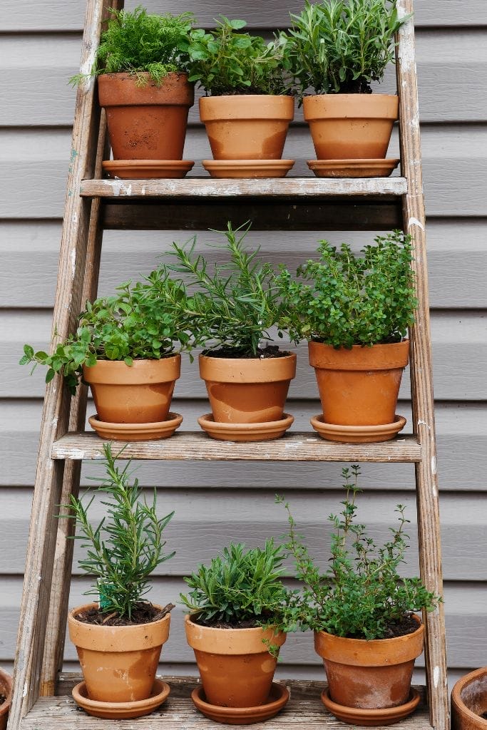 A wooden ladder repurposed into a vertical herb garden. The ladder sits on a wooden deck with several potted plants on its rungs.