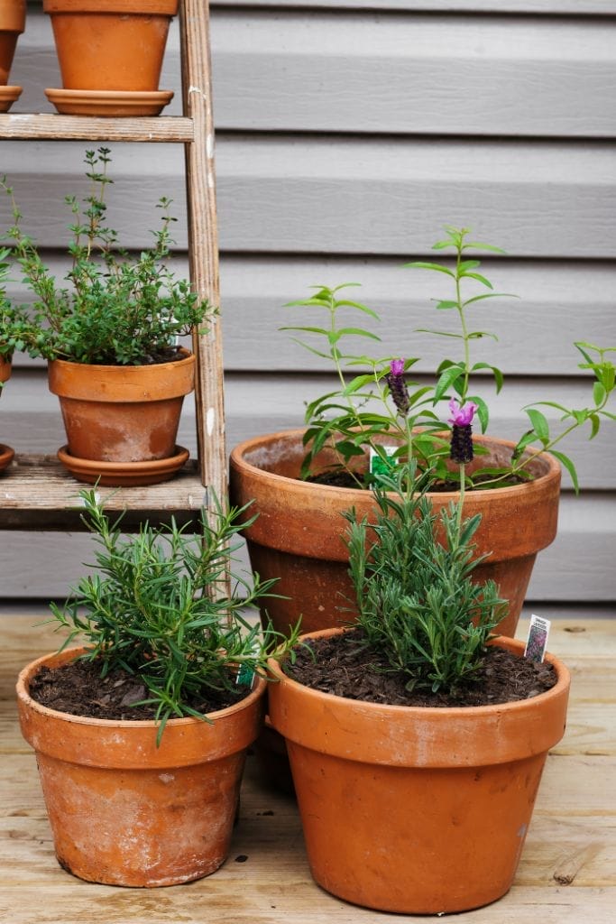 A grouping of terra cotta pots at the base of an old wooden ladder that is displaying a vertical herb garden.