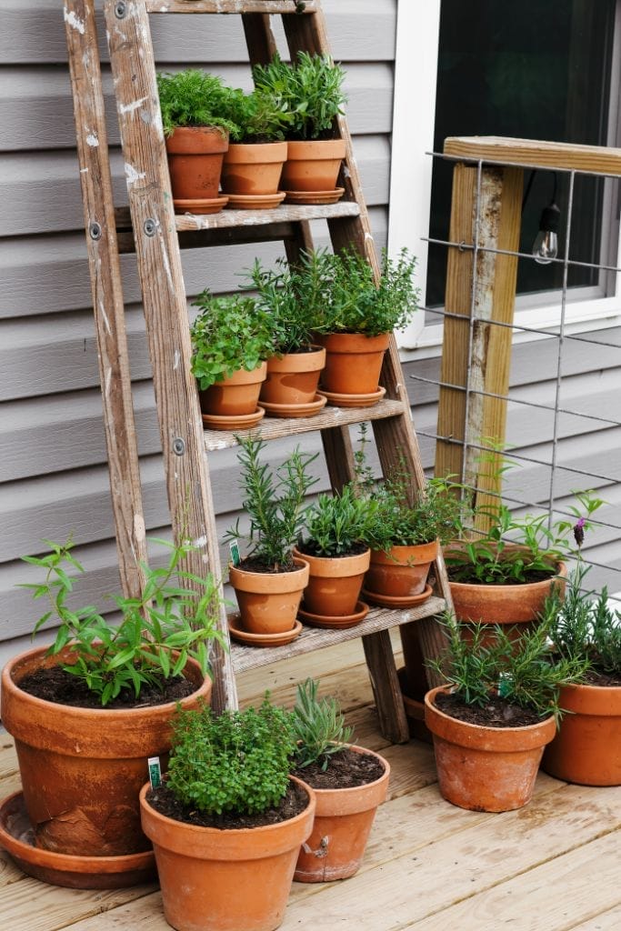 A rustic vertical herb garden created from a repurposed wooden ladder. Terra cotta pots filled with various herbs rest on the ladder rungs.