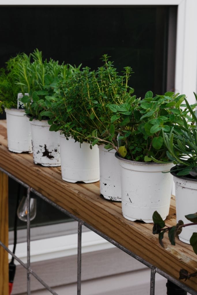 Five white pots filled with herbs